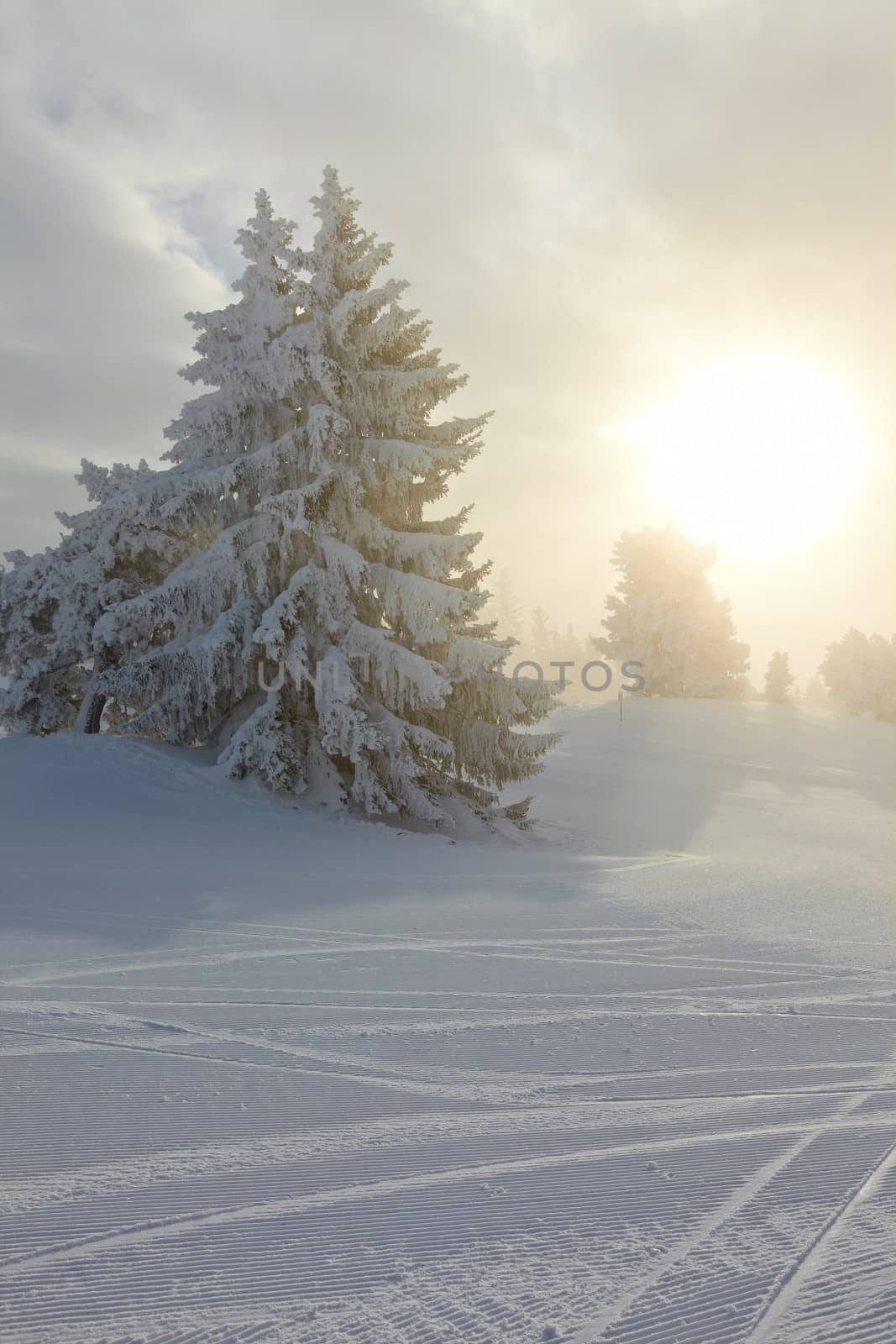 Forest in winter covered by snow