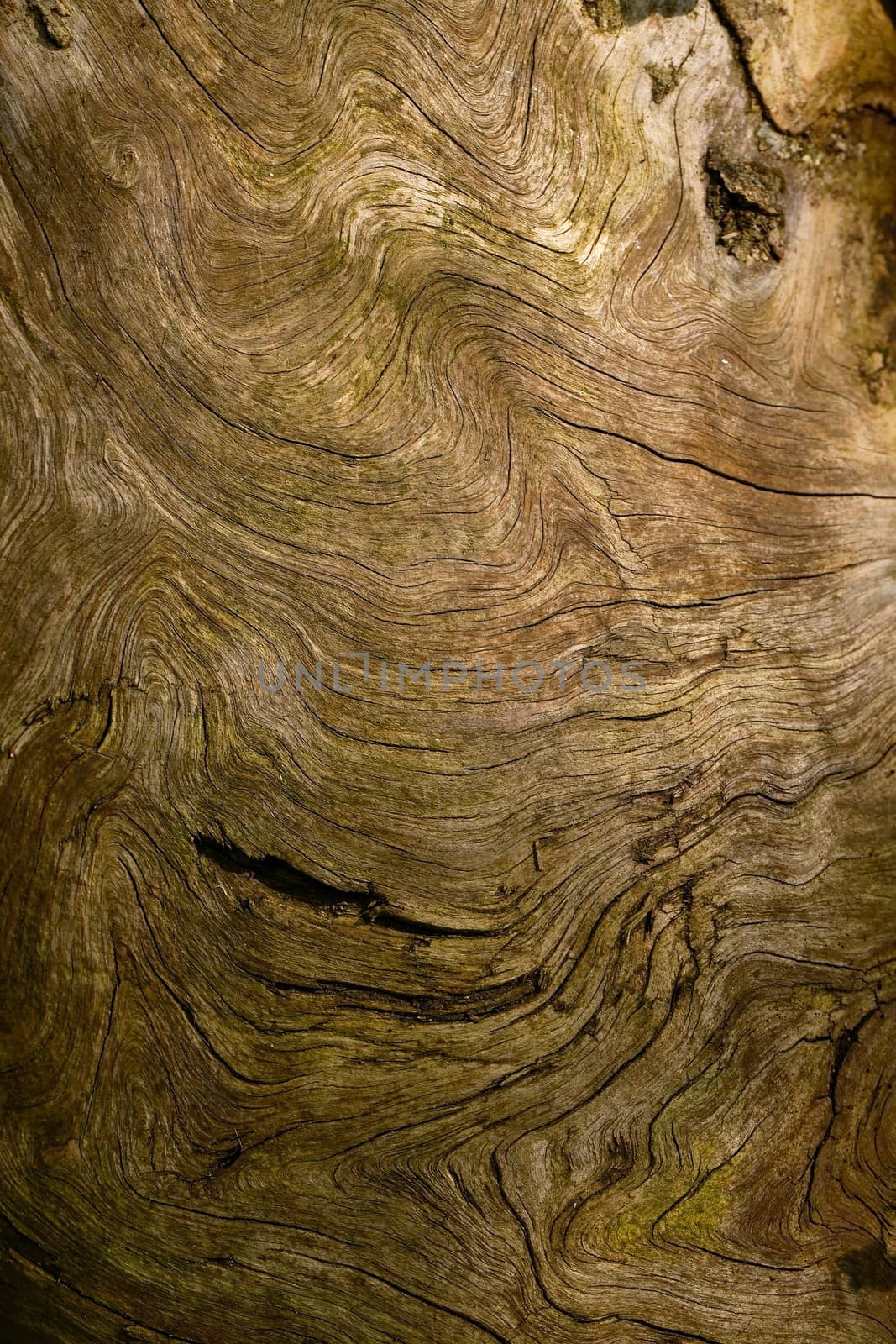 Wooden texture of a very old tree root