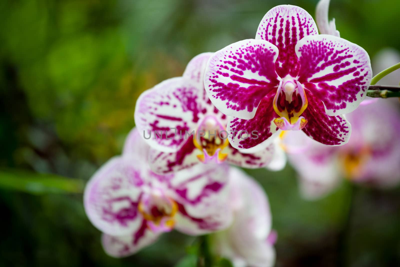 Natural purple orchid flowers by juhku