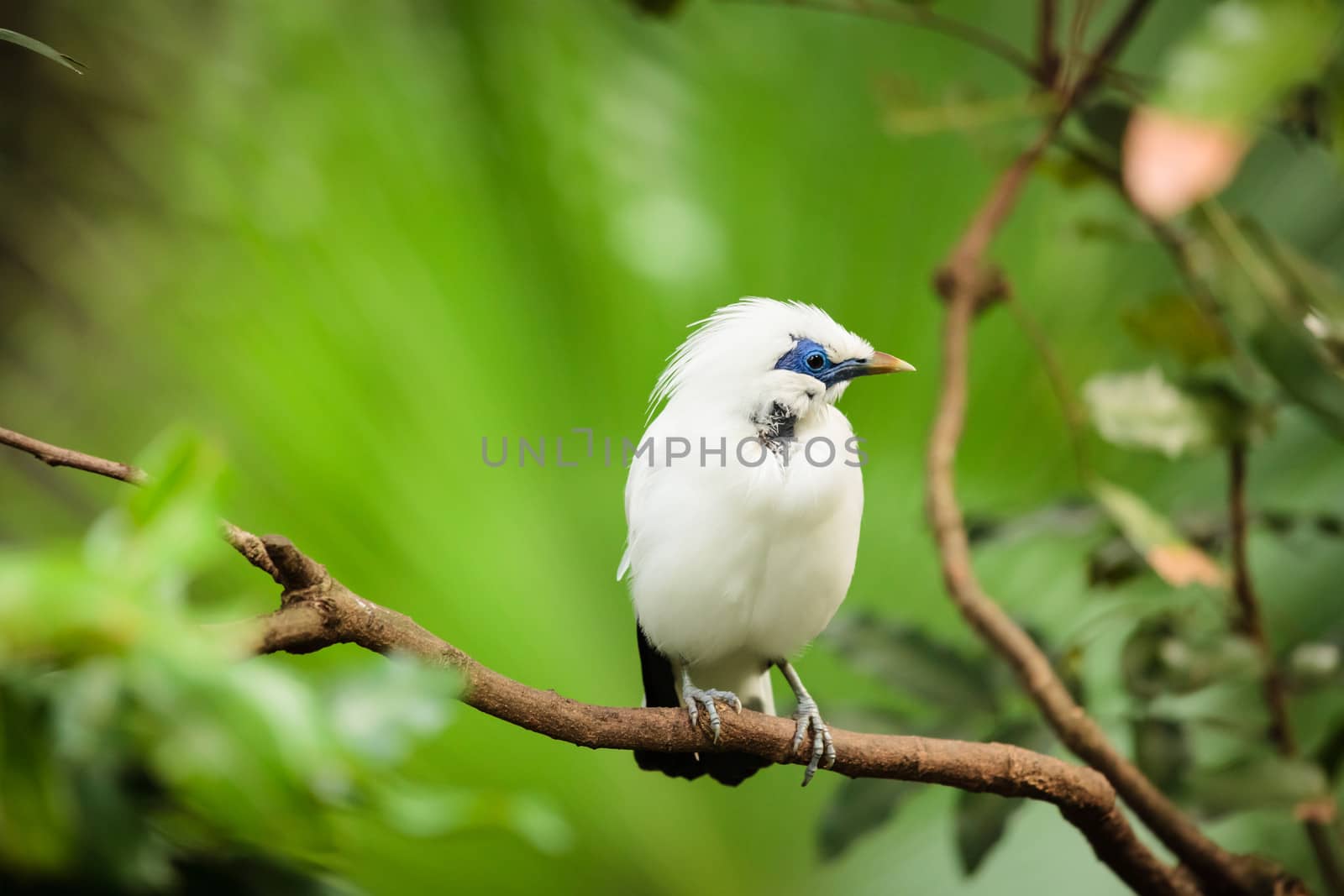 White exotic bird on a branch by juhku