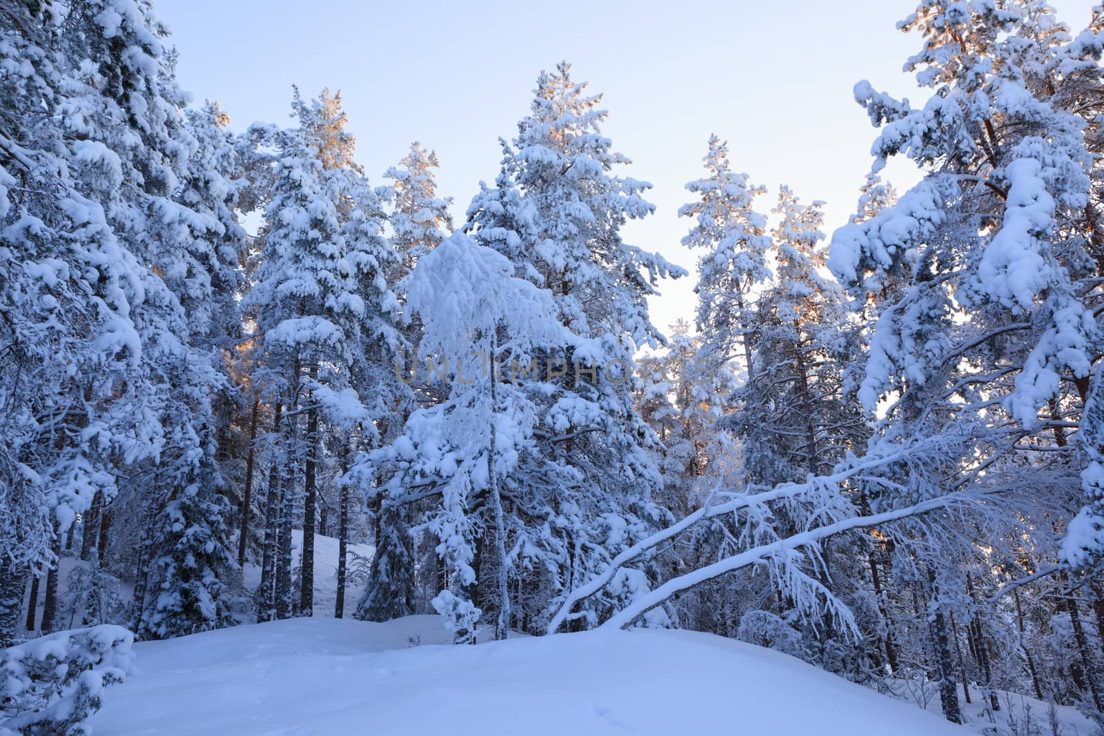 Snowcapped trees forest