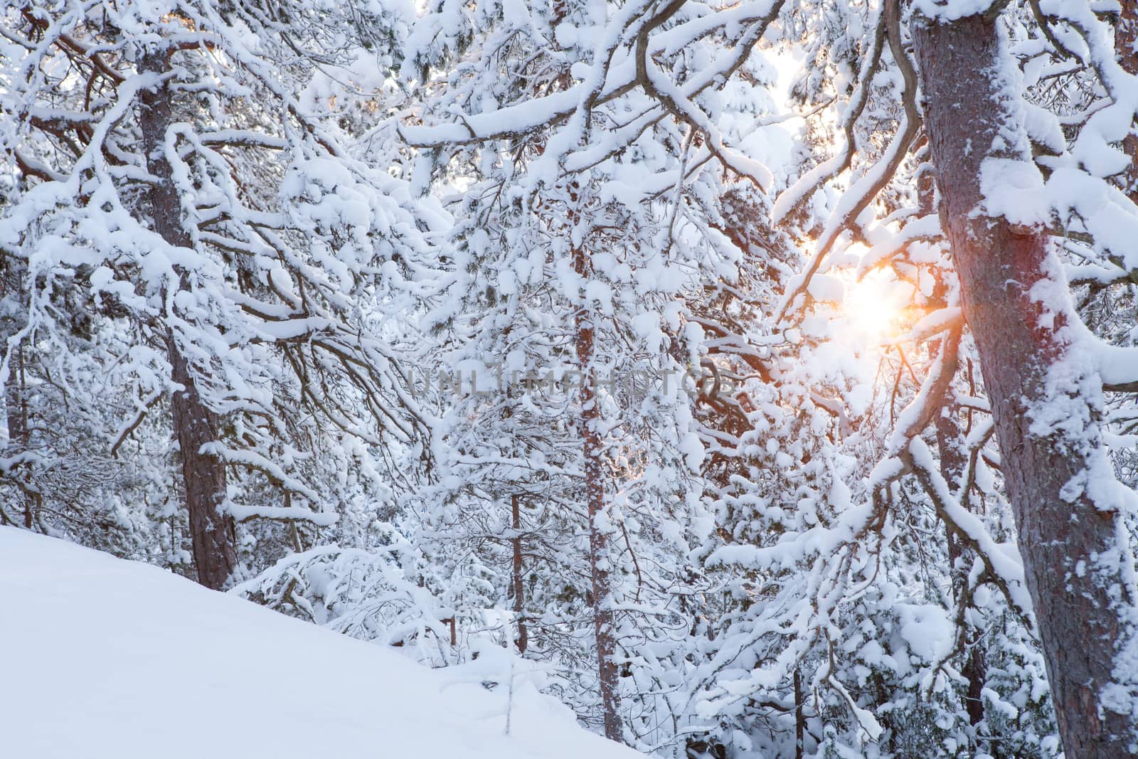 Sun shining through snowcapped trees
