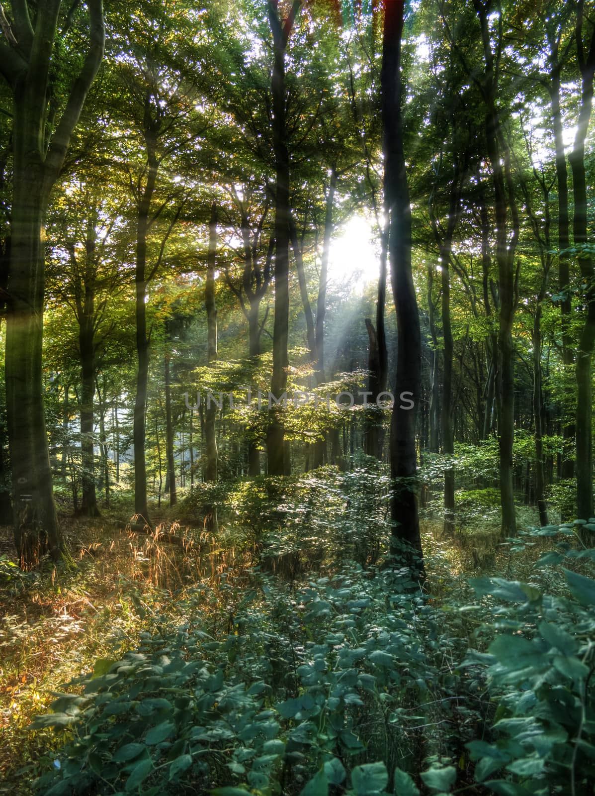 The low warm autumn sun shines through the deciduous forest