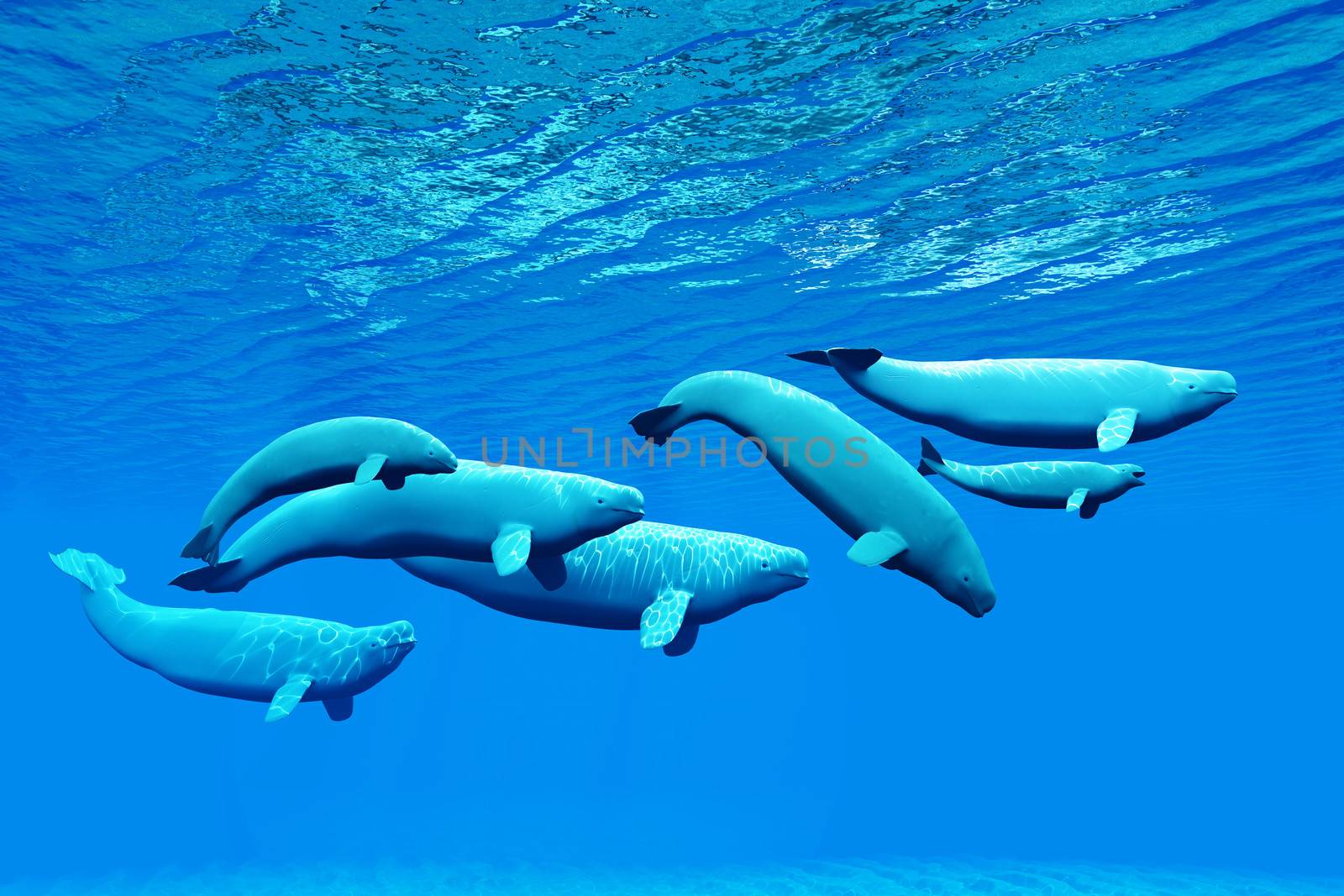 A pod of Beluga whales light up the ocean as they swim together near the surface.