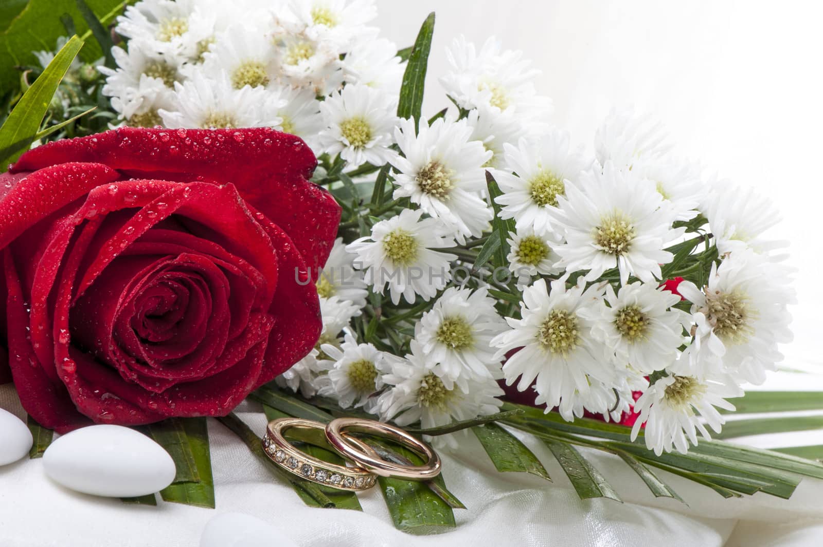 roses and wedding rings on white background