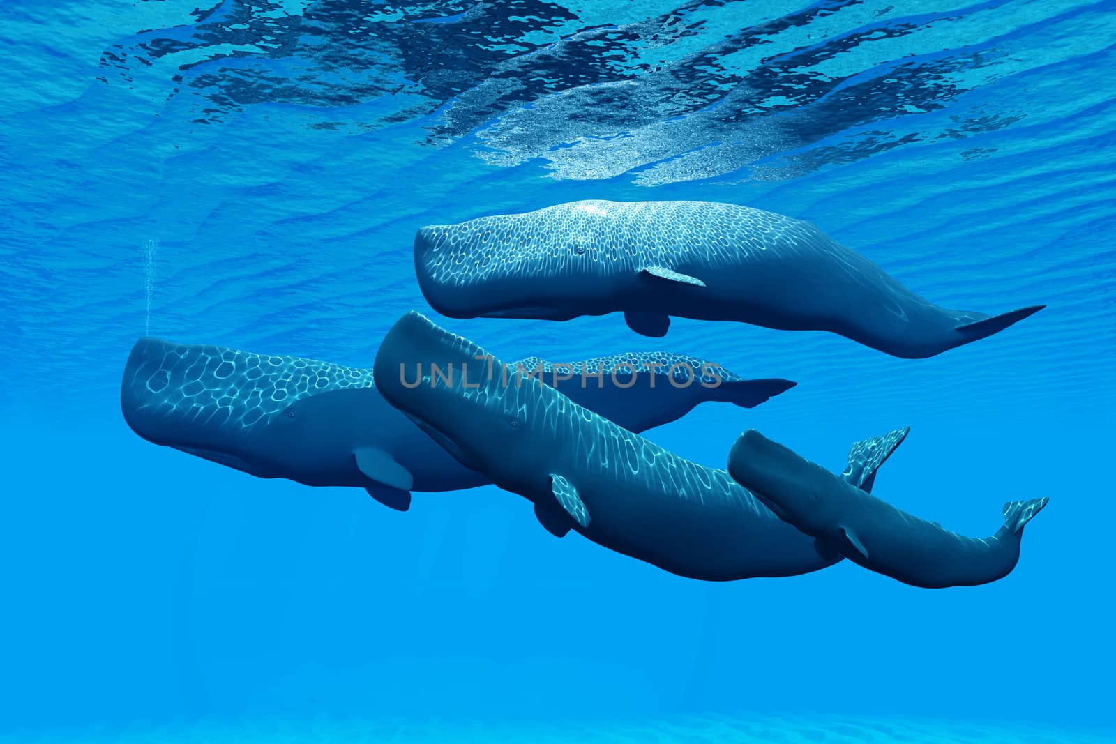 A Sperm Whale family swim together and share a close bond between them.