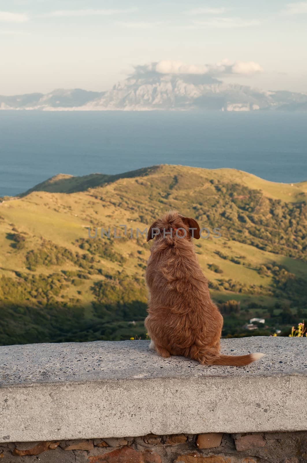 Lonely dog ??sitting and looking at the mountains and the sea