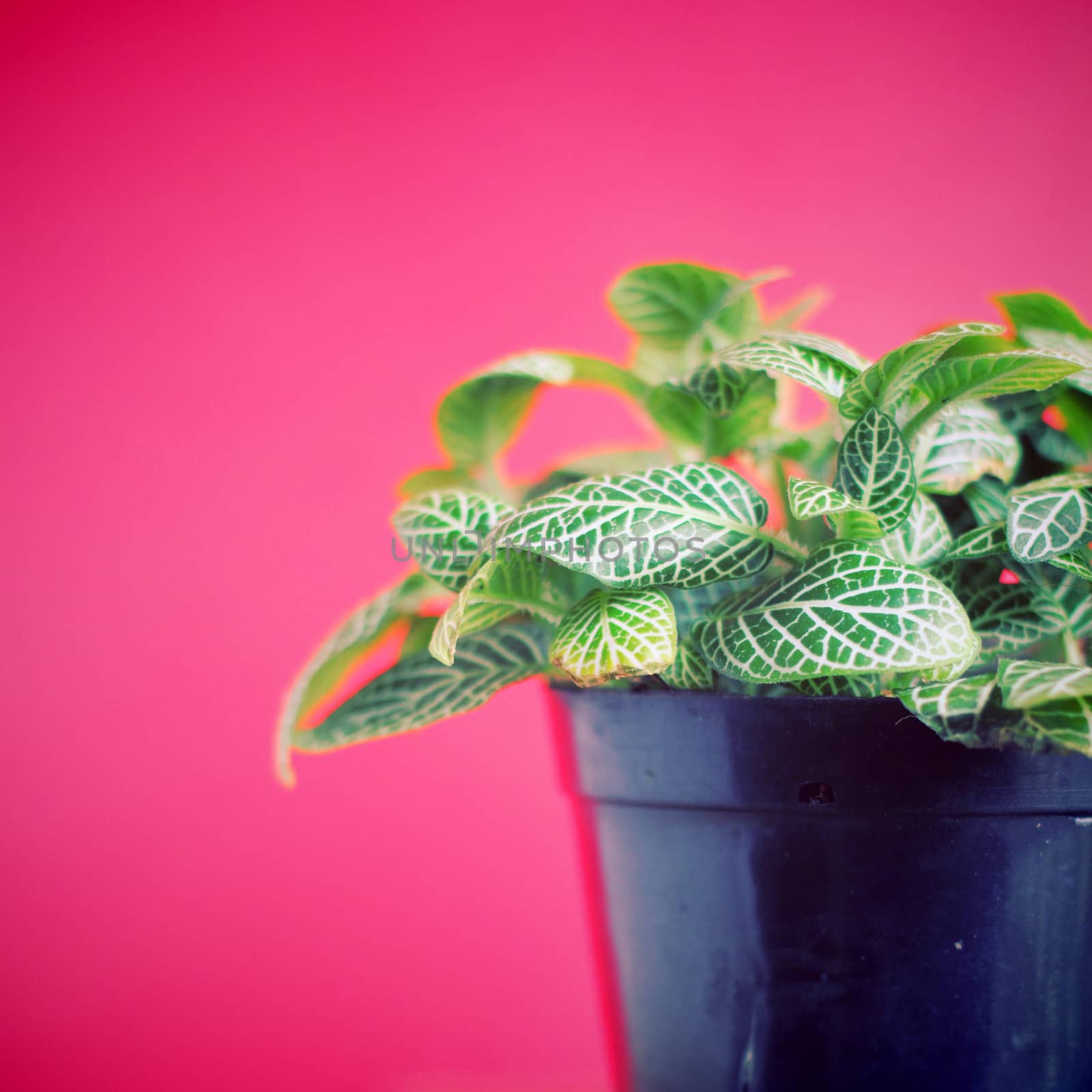Green plant on red background with retro filter effect by nuchylee