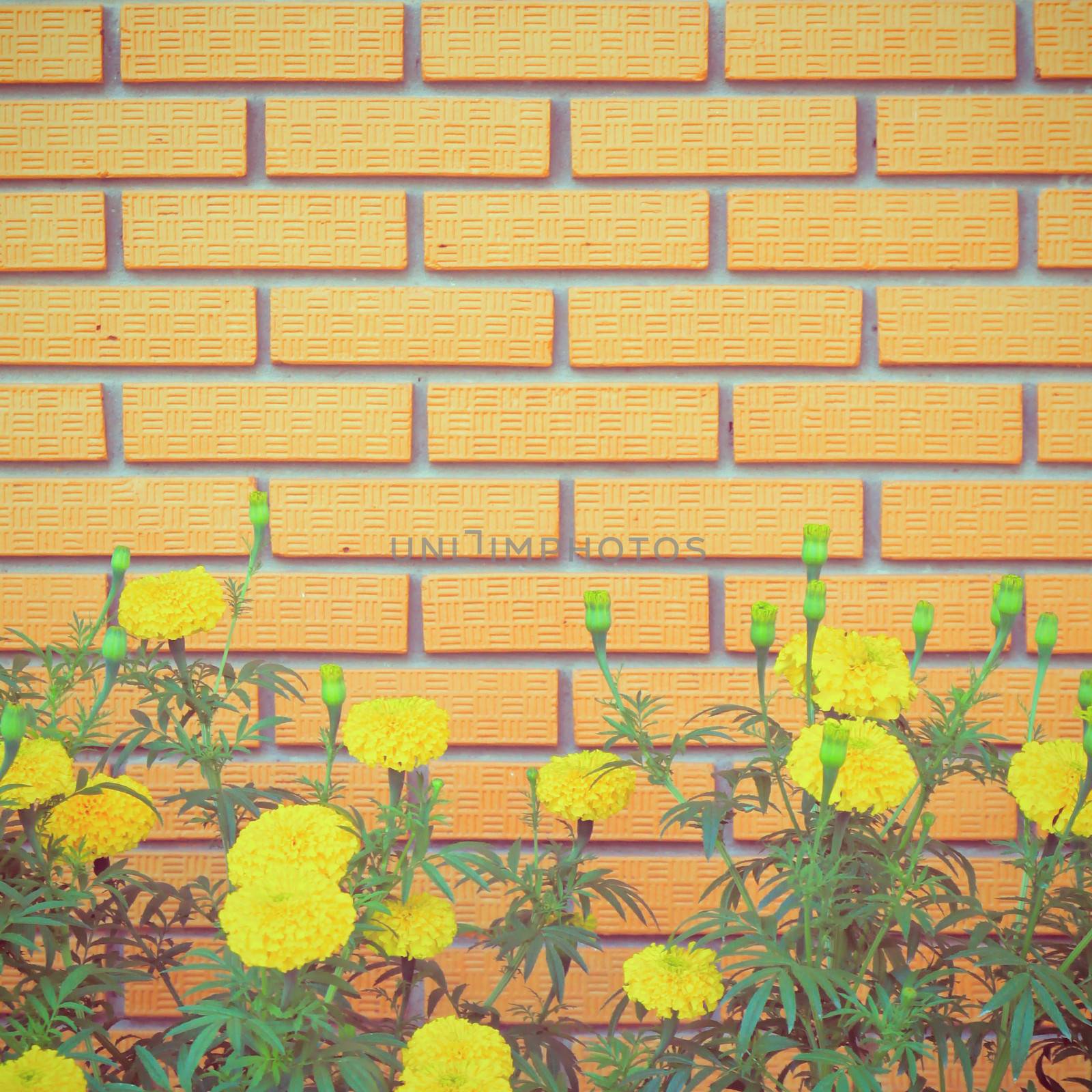 brick wall with yellow flower in garden, retro filter effect