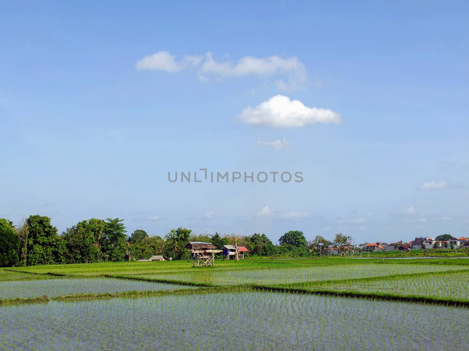 Rice field and blue sky by Komar