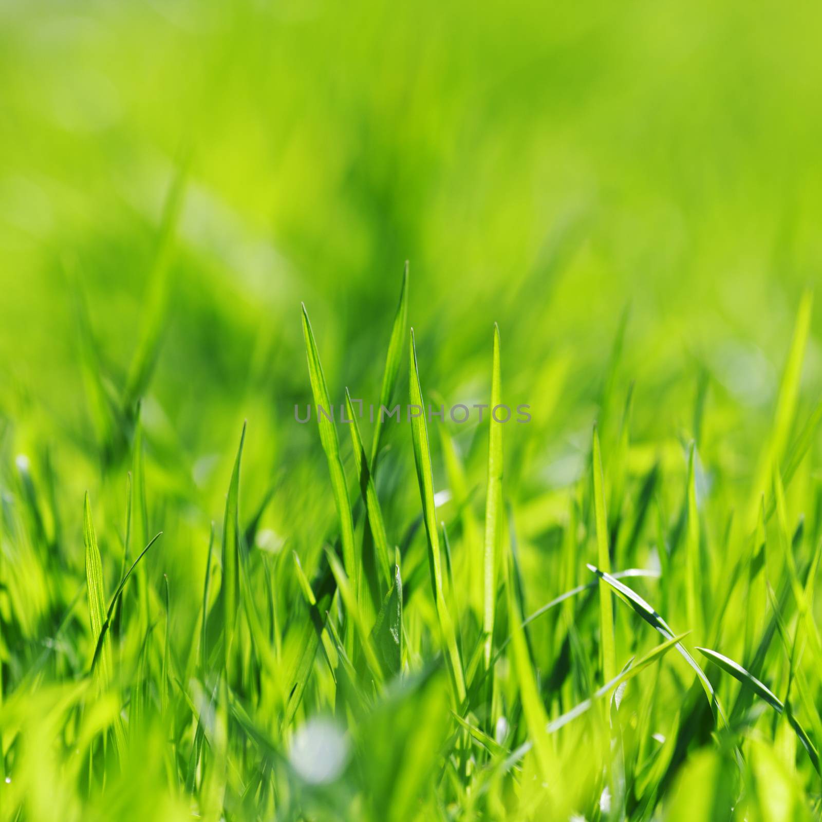 Vibrant green spring grass close-up