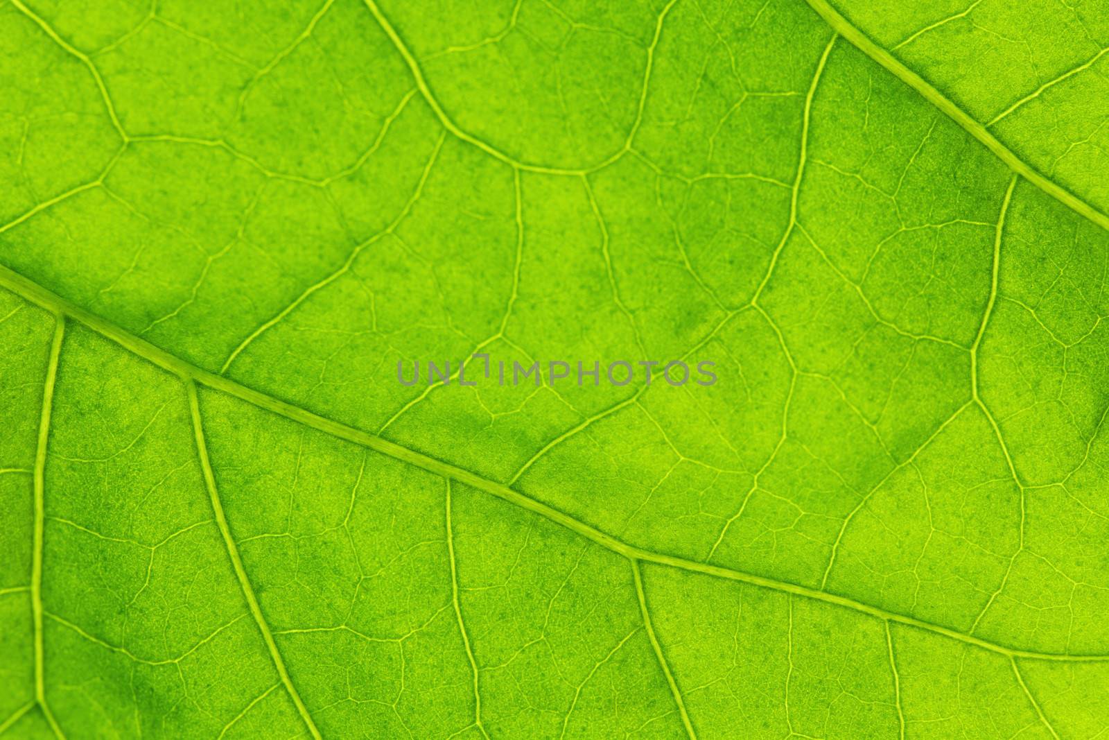 Fresh dreen leaf texture macro close-up