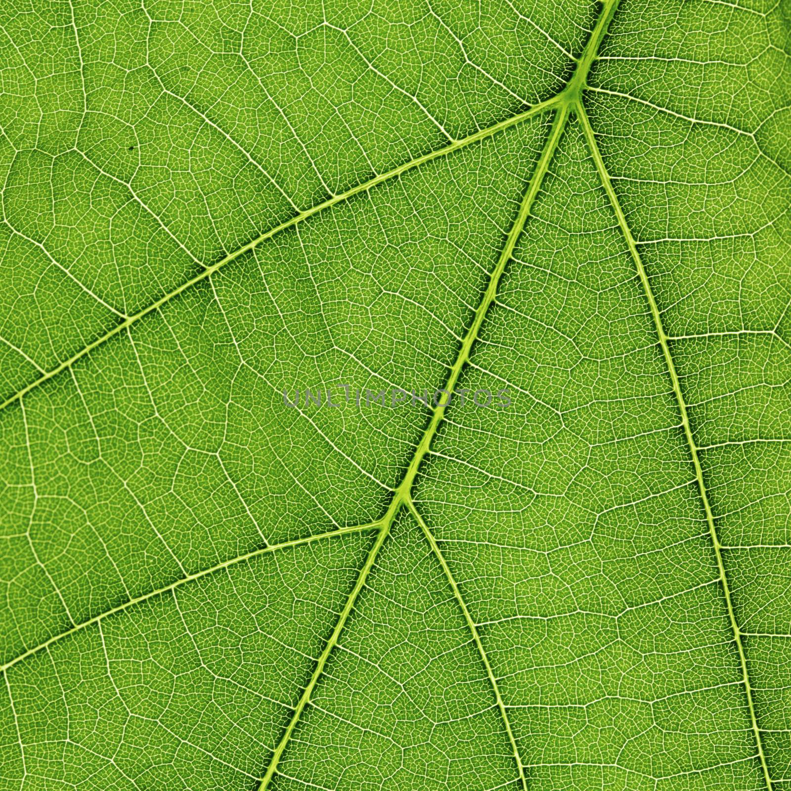 Fresh dreen leaf texture macro close-up