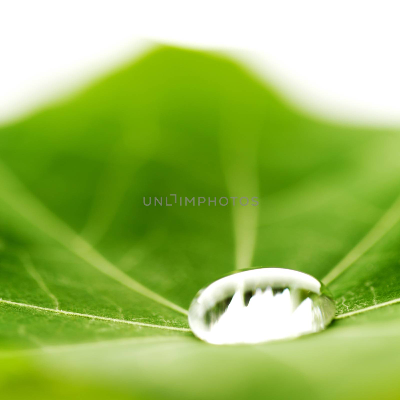 Water drop on green Nasturtium leaf macro