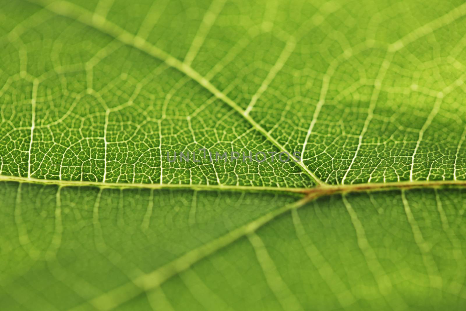 Fresh dreen leaf texture macro close-up