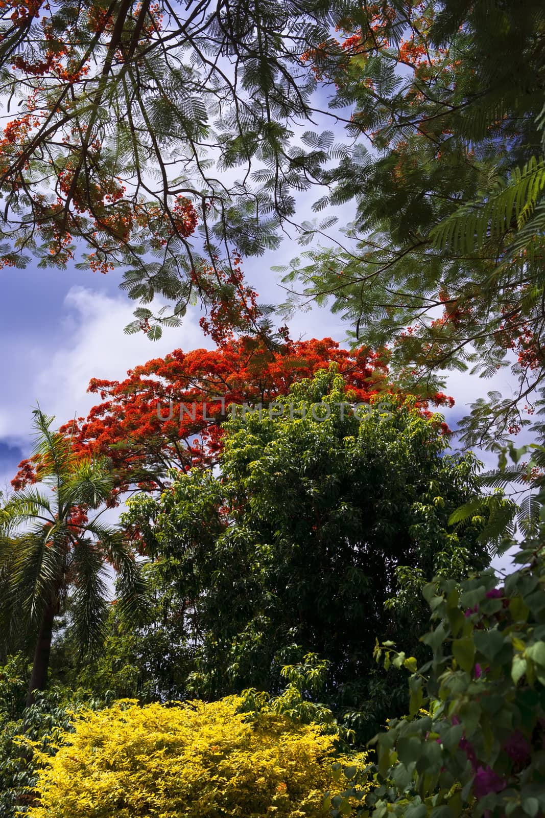 Delonix Regia. by GNNick