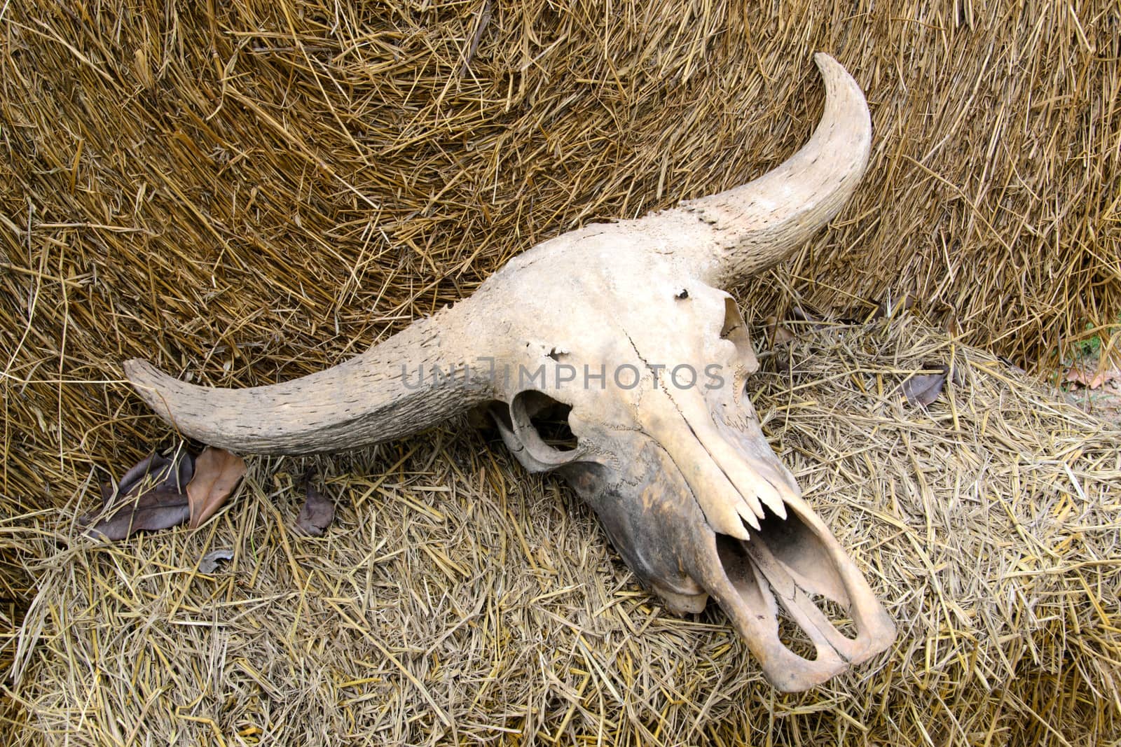 Buffalo skull on rice straw