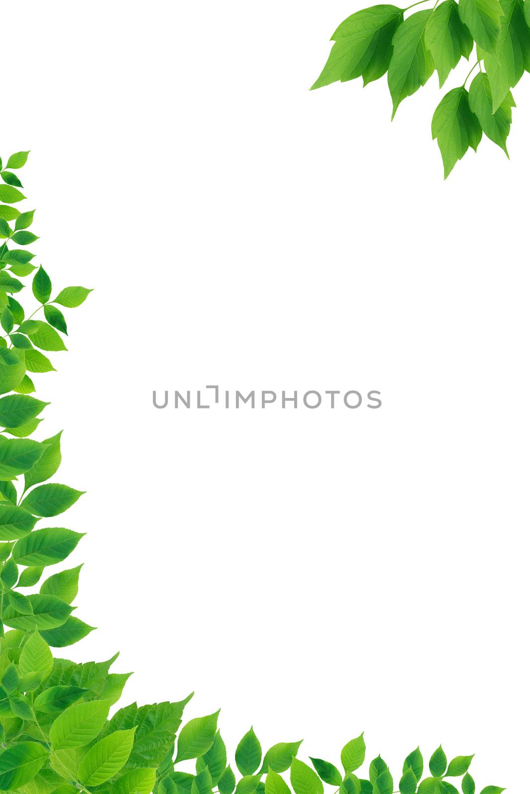 Beautiful picture frame made from green leaves on white background