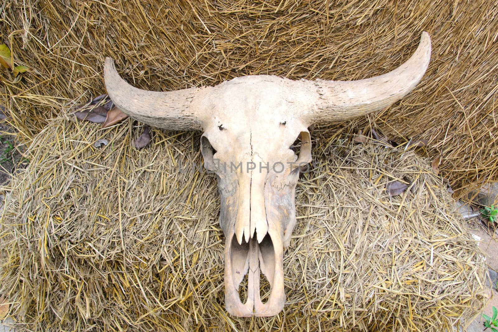 Buffalo skull on rice straw