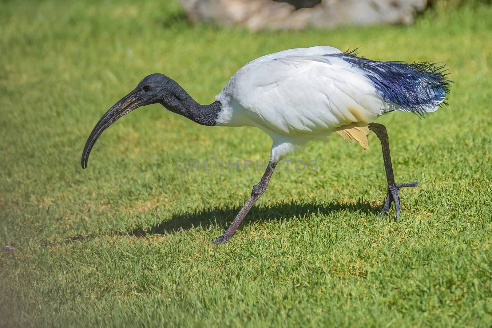african sacred ibis, threskiornis aethiopicus by steirus