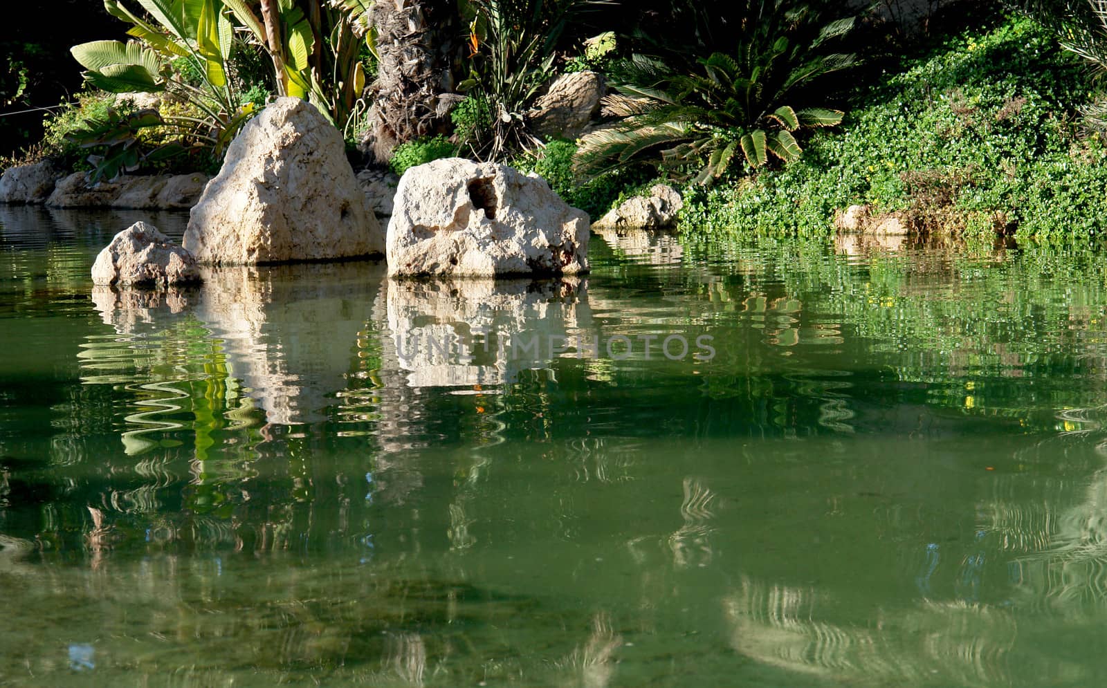 Lake reflex. Palm garden park in Alicante, Spain.                                