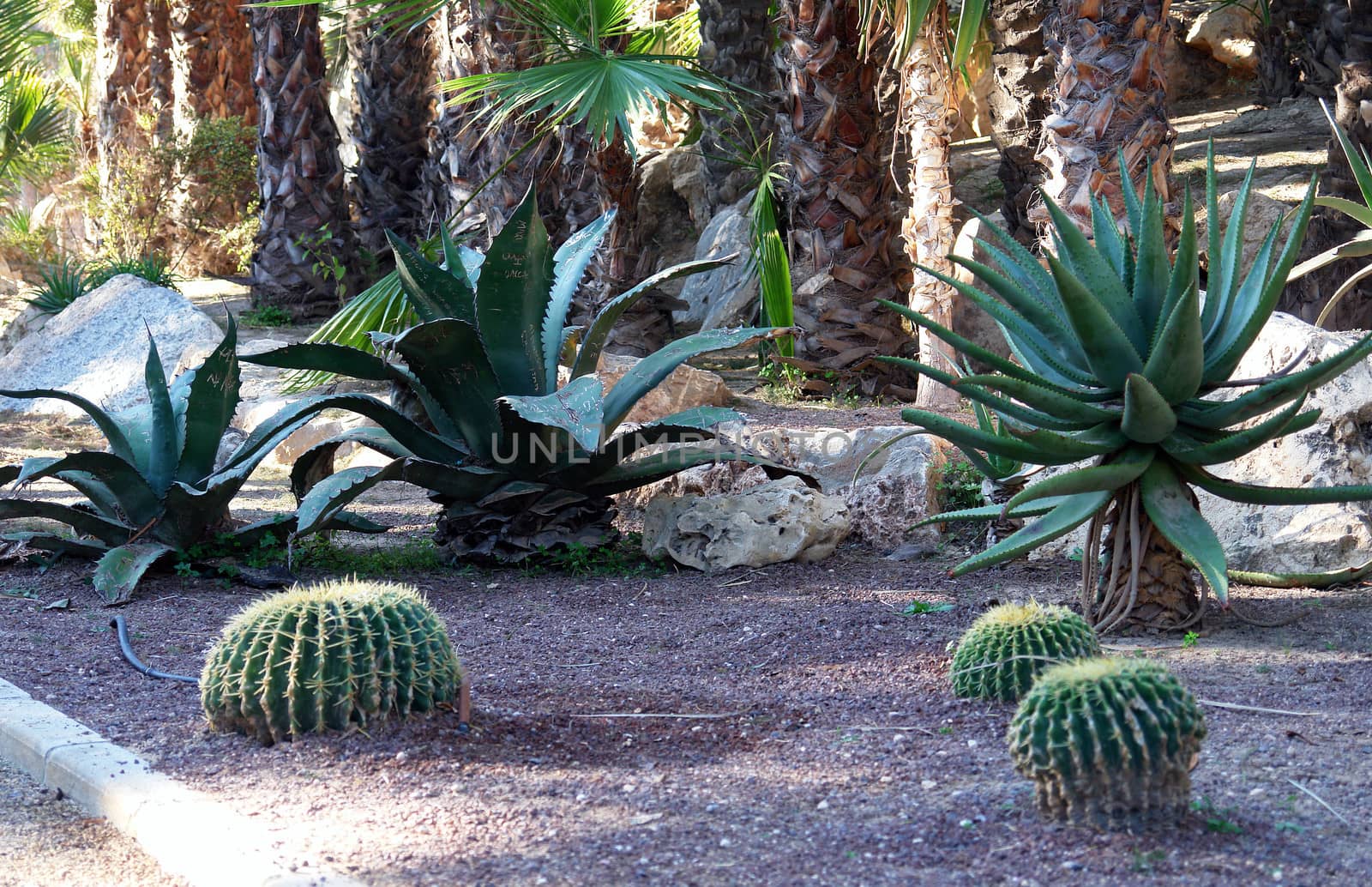 Cactus. Palm garden park in Alicante, Spain.                                