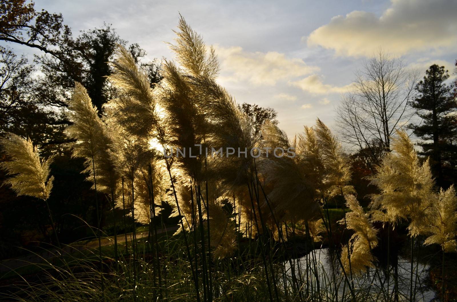 Pampas grass on a riverbank swaying in the breeze of an Autumn evening in England.image taken in November 2013.