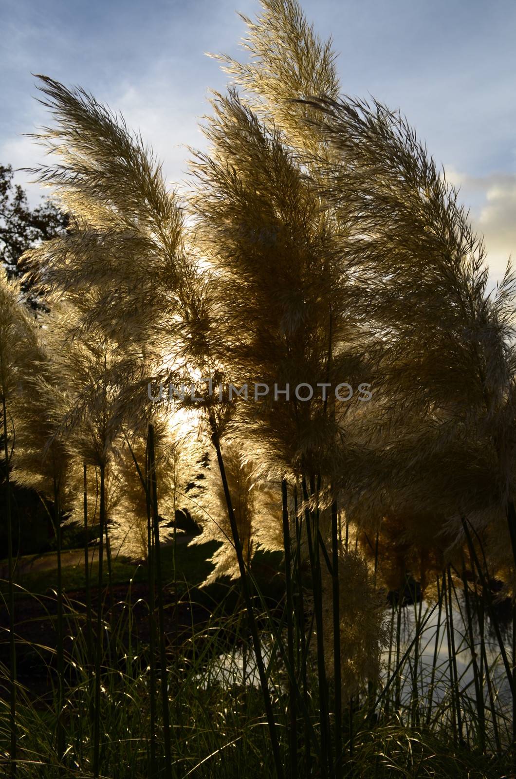 Pampas Grass by bunsview