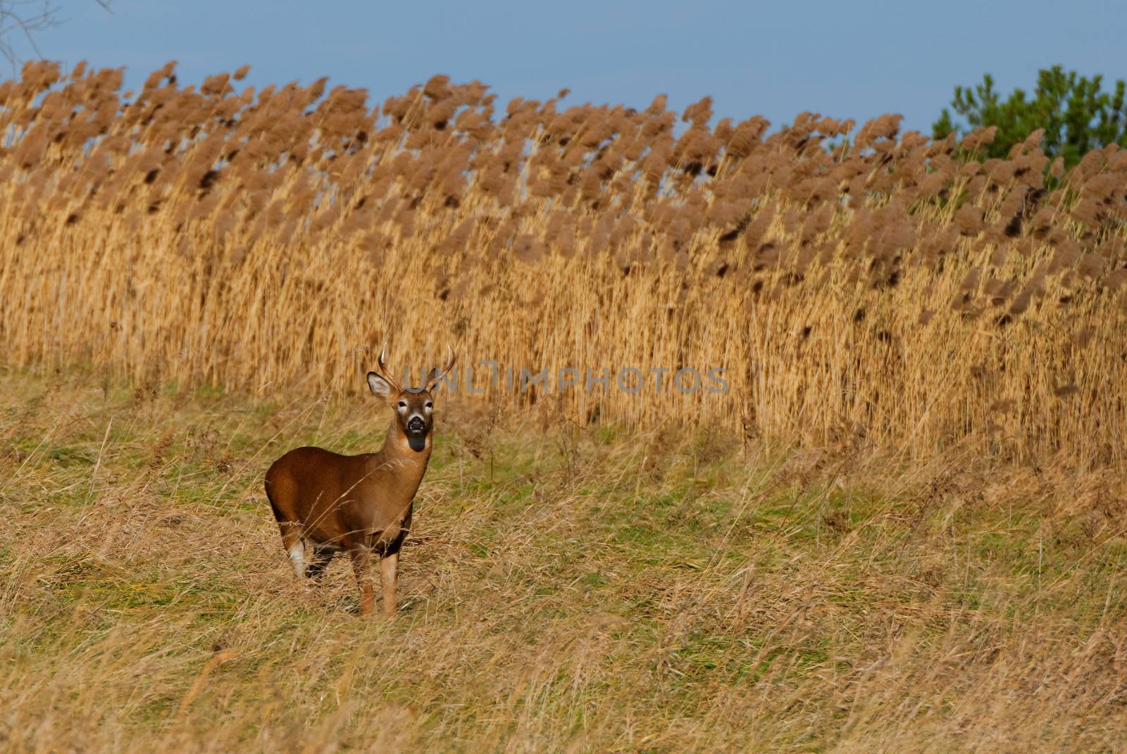 Whitetail Deer Buck by brm1949