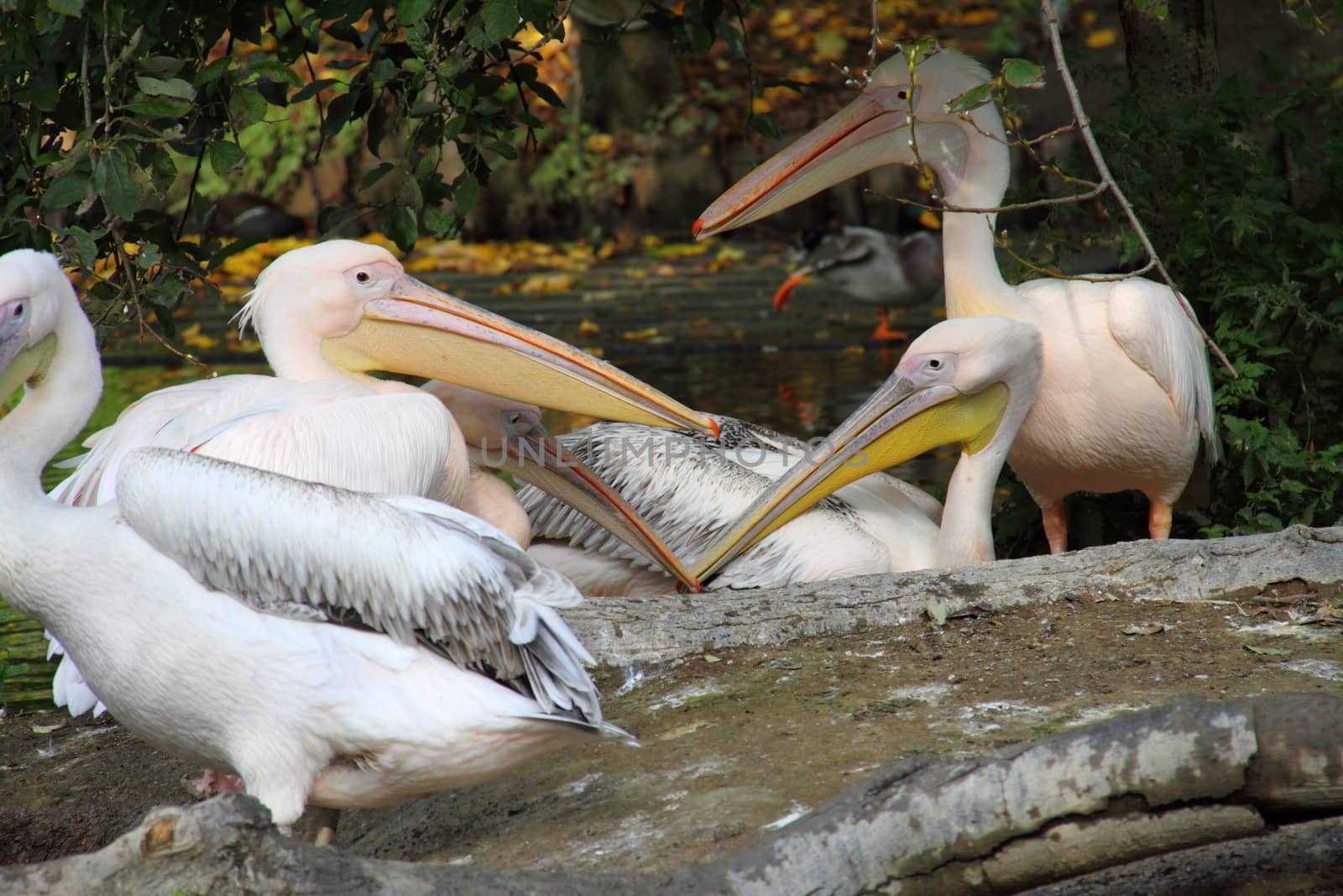 Pelican by mitzy