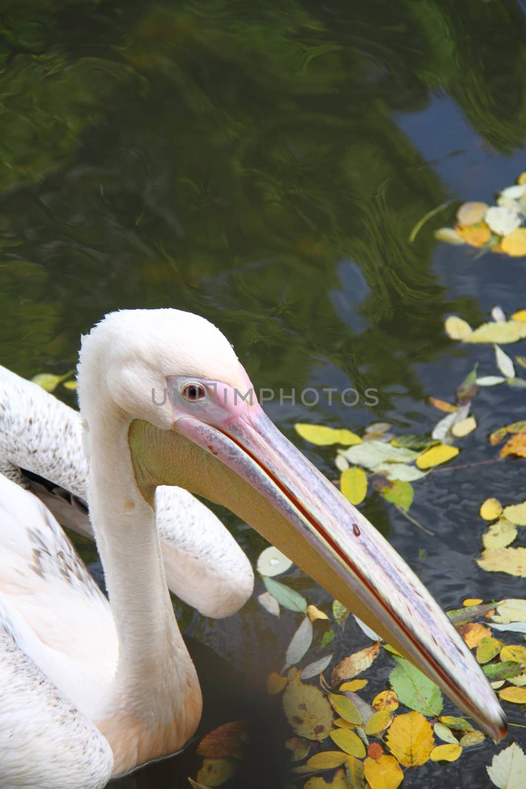 Pelican by mitzy