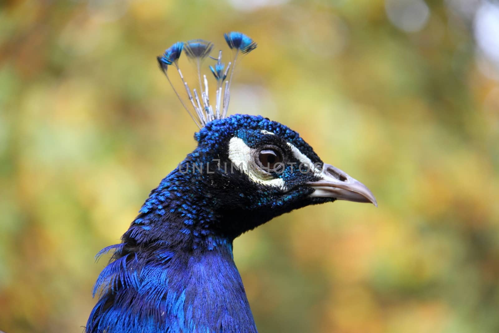 Peacock by mitzy