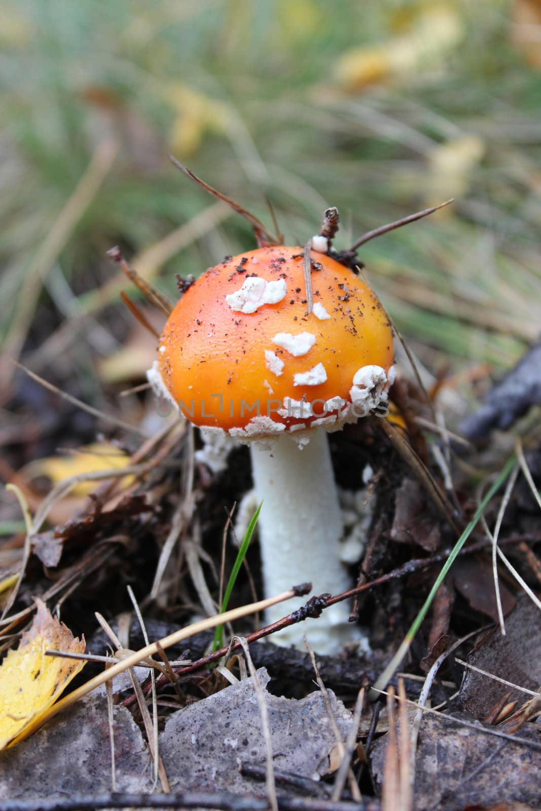 Beautiful red fly agaric in the forest by alexmak