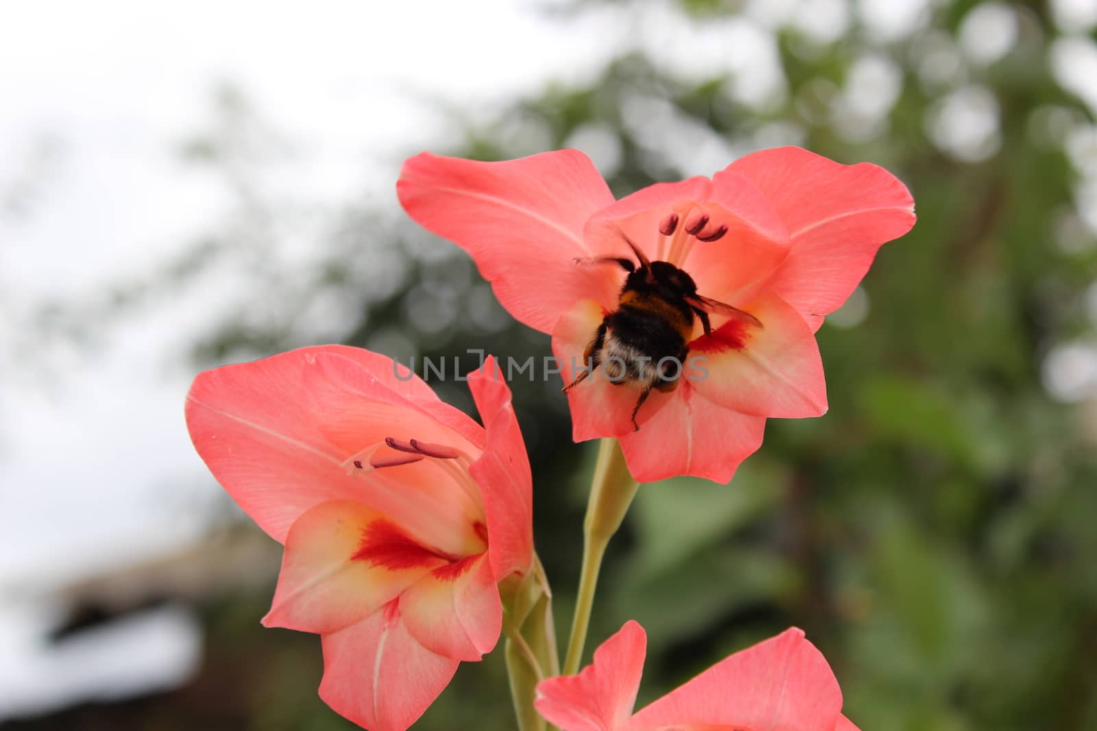 bumblebee flying near beautiful flower of pink gladiolus