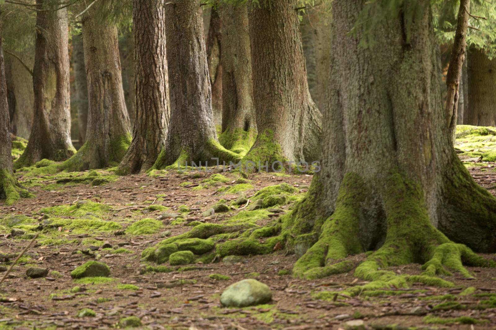 forest, several woods with forest floor and moss 