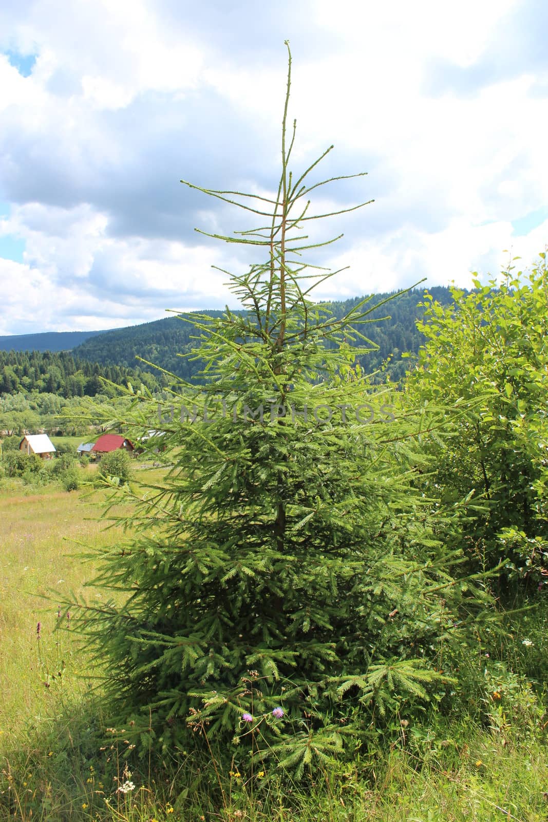 green branches of the young fur-tree growing in the mountainous locality