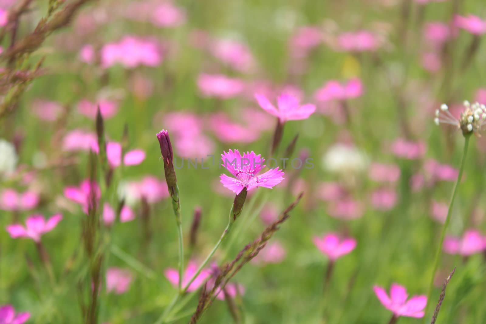 wild pink carnation flowering in the field by alexmak