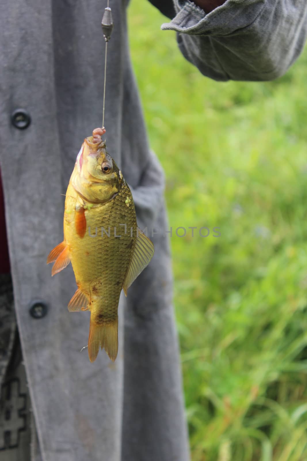 caught big crucian hanging on the hook