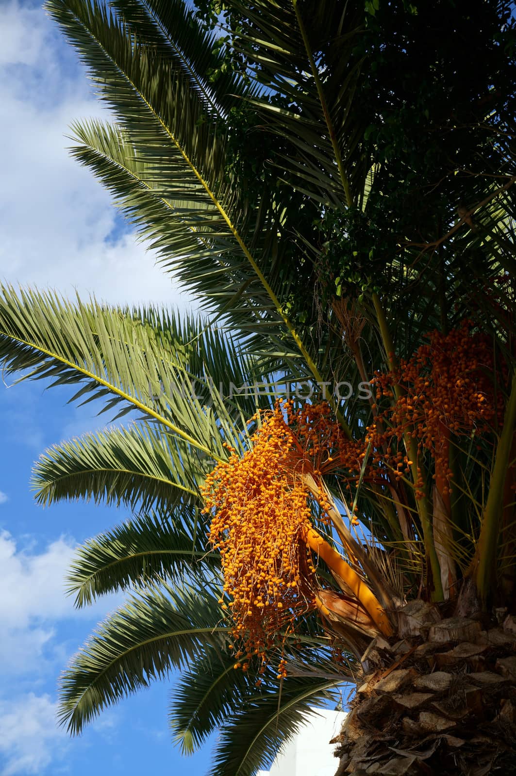 Palm tree with fruits on a background of azure sky