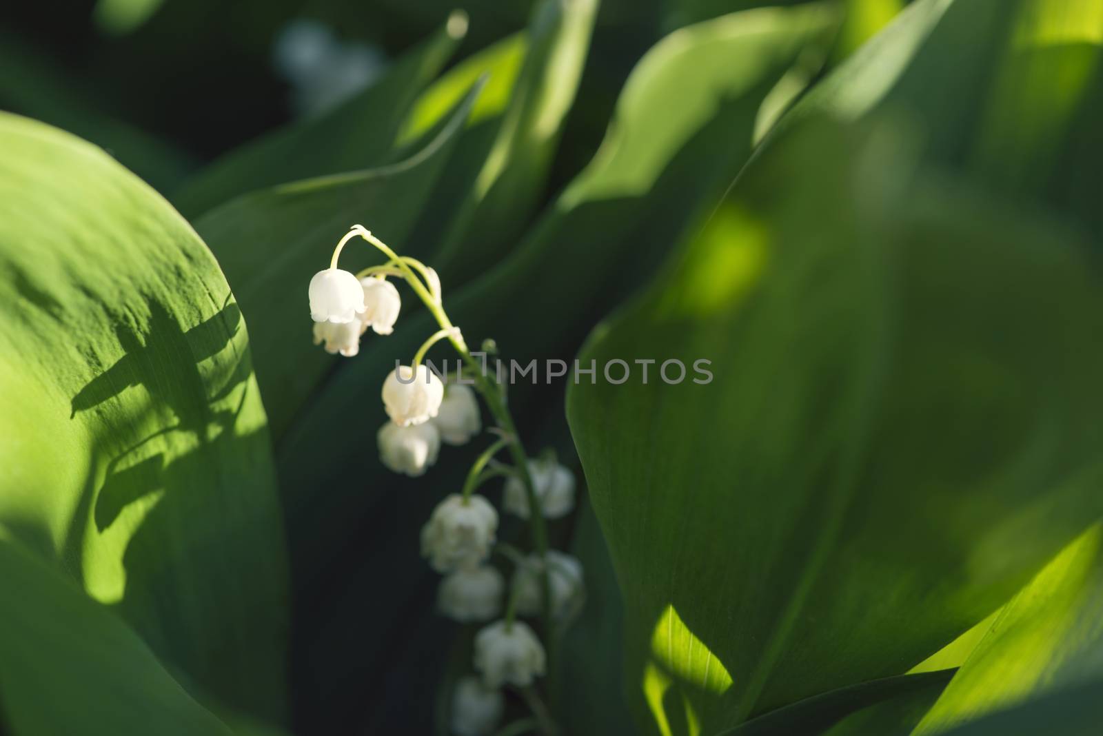lily of the valley in green grass