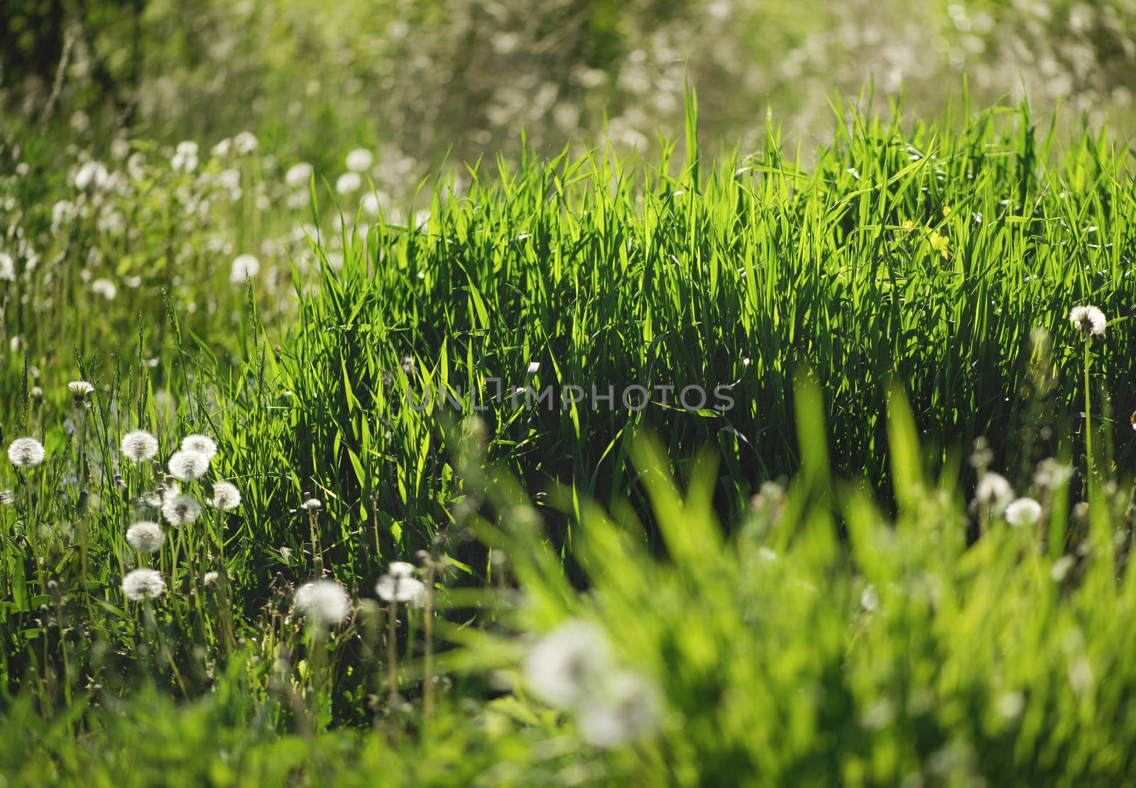dandelions and green grass by Axel80
