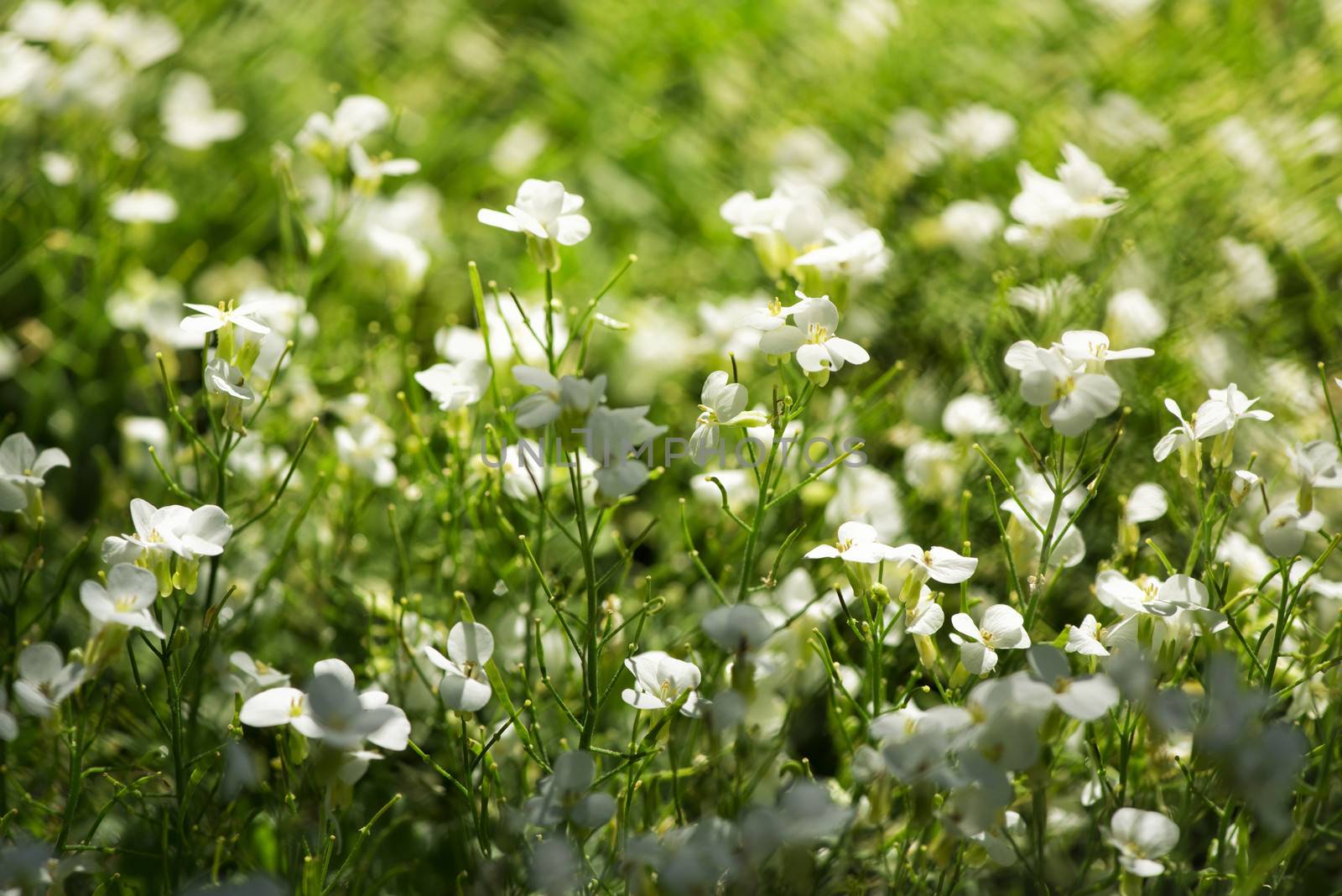 bright sunny white flowers by Axel80