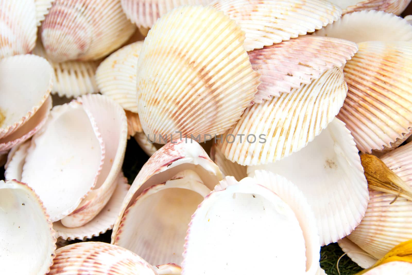 Sea Shell Background or Texture xture by myibean