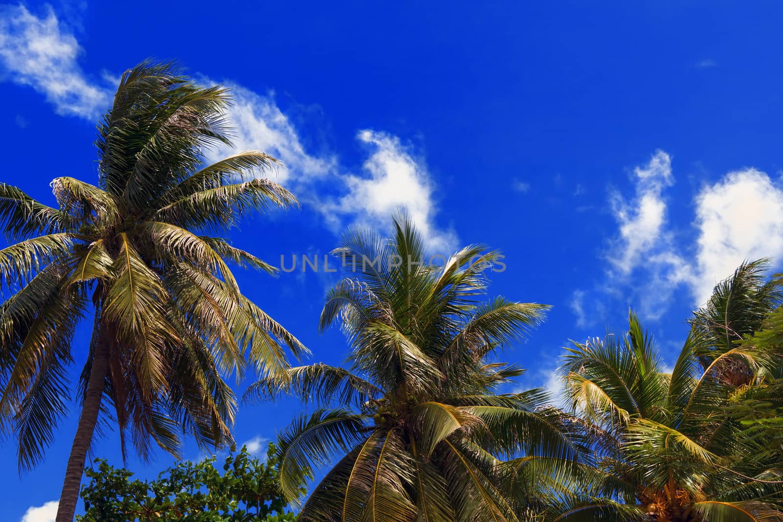 Blue Sky of Thailand. Palm trees on the background of clouds and blue sky. Summer 2013.