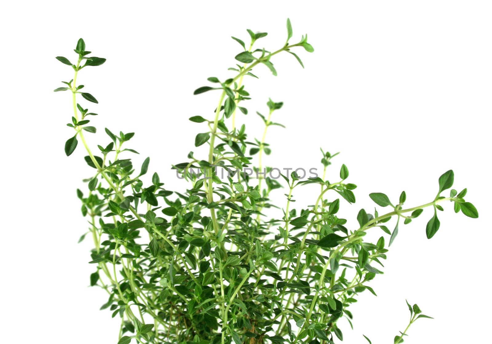Fresh thyme ready for harvesting for the kitchen.