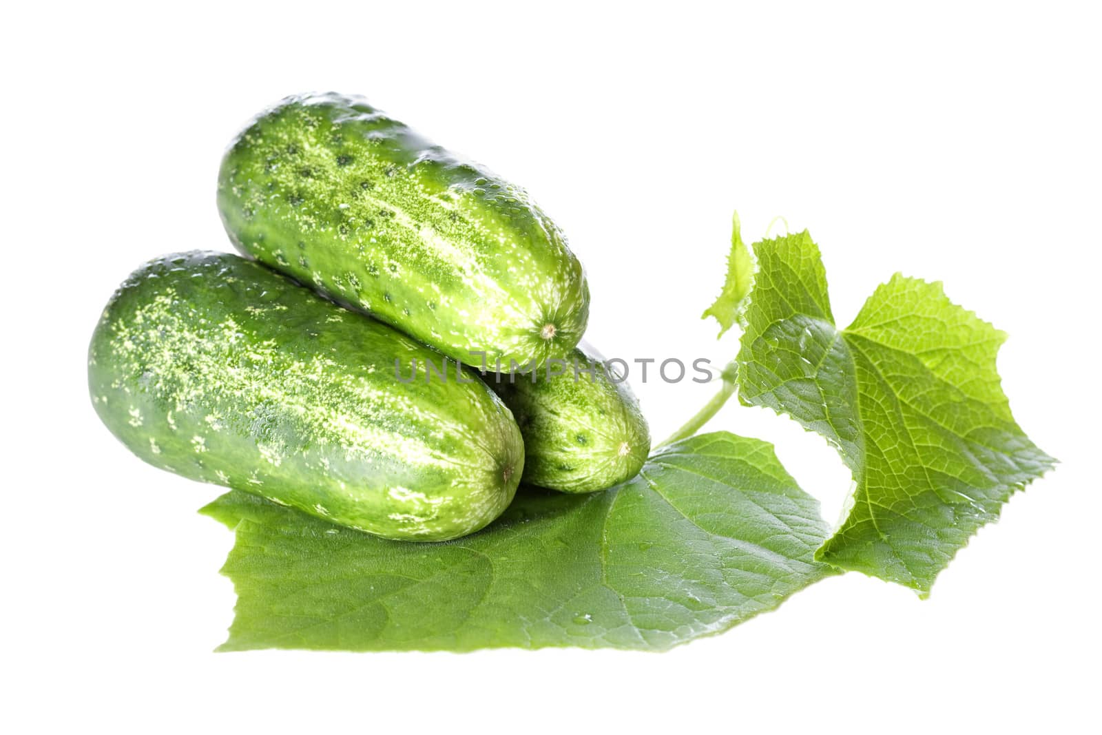 Cucumbers on white background with green leaf and. Isolated over white.