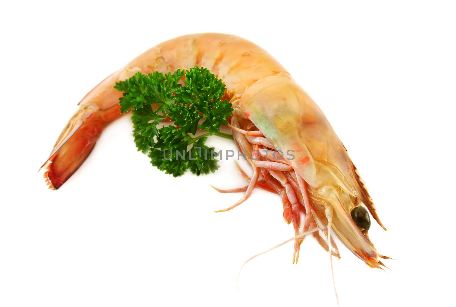 Single green shrimp with a sprig of parsley.