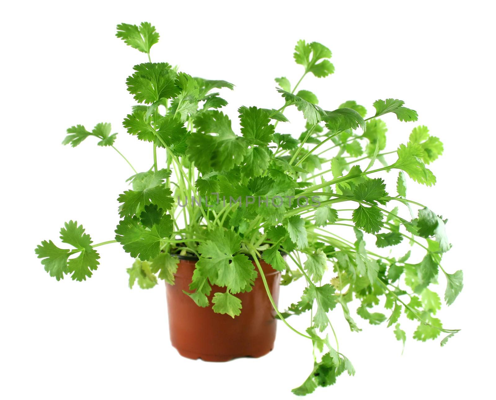 Fresh coriander in a pot ready for the herb garden.