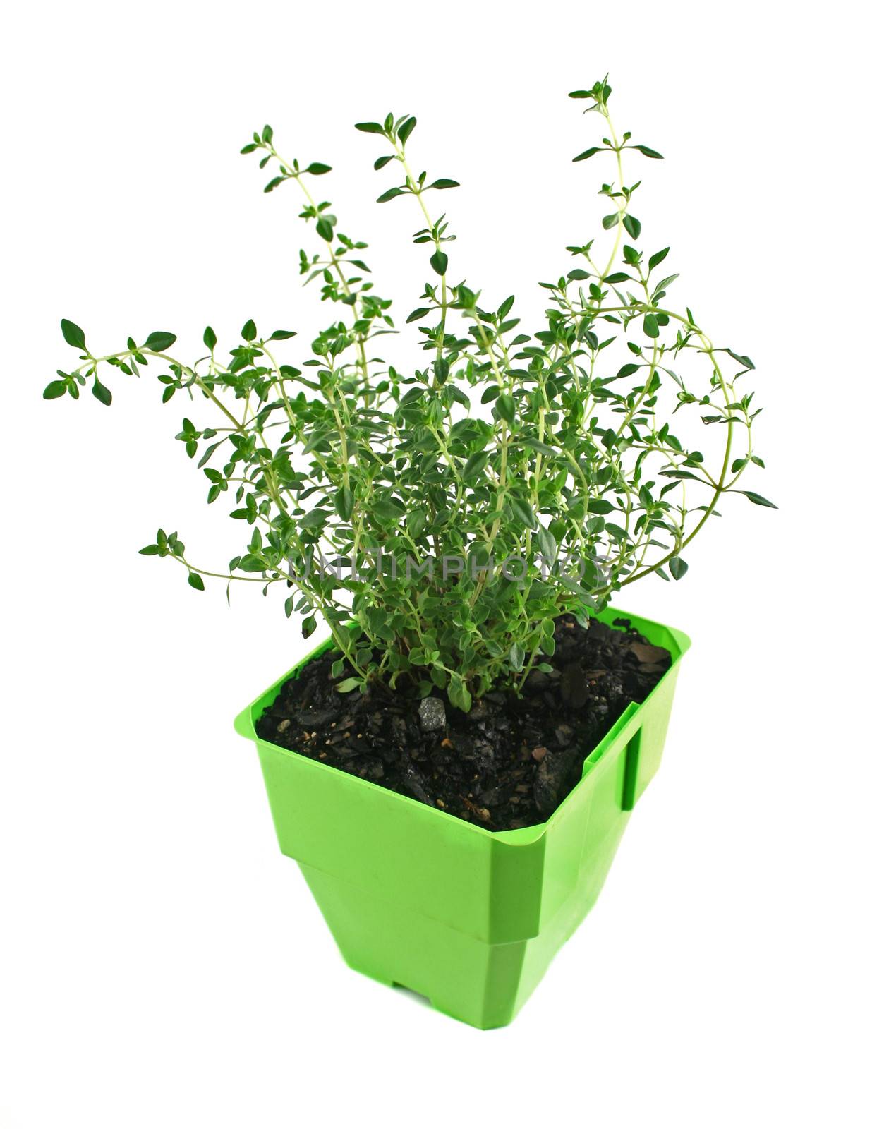 Fresh thyme in a pot ready for the herb garden.