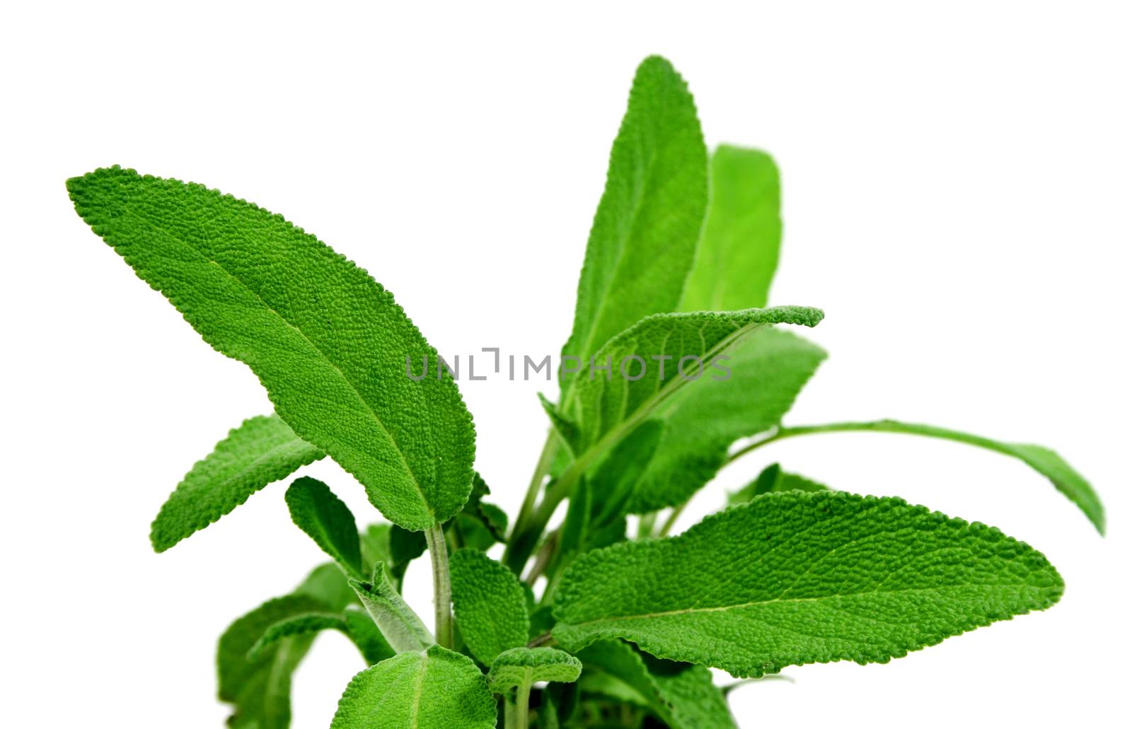 Beautiful fresh sage growing in the herb garden.